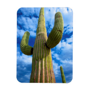 Saguarokaktusporträtt, Arizona Magnet