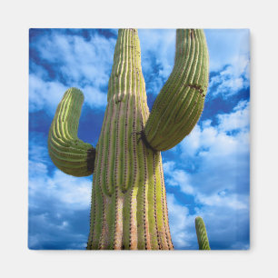 Saguarokaktusporträtt, Arizona Magnet