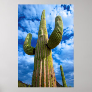Saguarokaktusporträtt, Arizona Poster