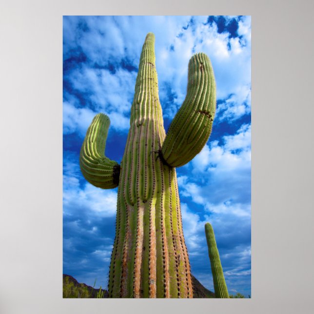 Saguarokaktusporträtt, Arizona Poster (Framsidan)