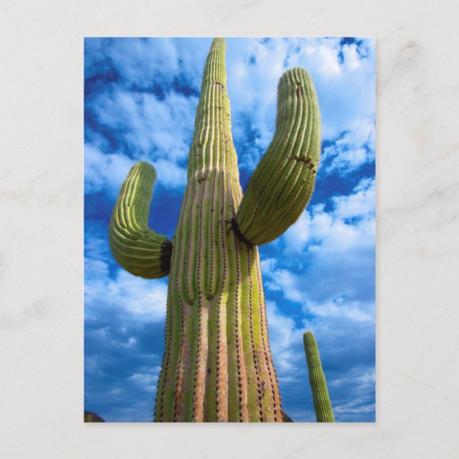Saguarokaktusporträtt, Arizona Vykort (Framsida)