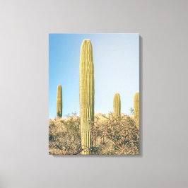 Saguaros Canvastryck