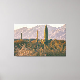 Saguaros Canvastryck