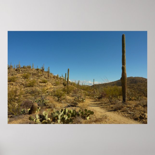 Saguaros Carillo-spår i Saguaros nationalpark Poster (Framsidan)