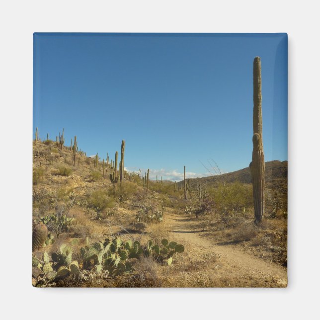 Saguaro's Carillo Trail i Saguaro National Park Magnet (Framsidan)