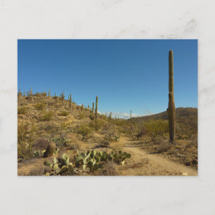 Saguaros Carillo Trail i Saguaro National Park Vykort