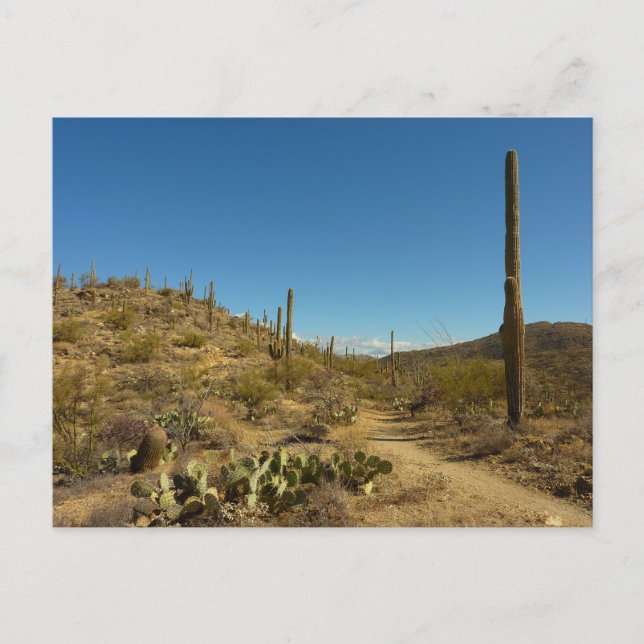 Saguaros Carillo Trail i Saguaro National Park Vykort (Framsida)