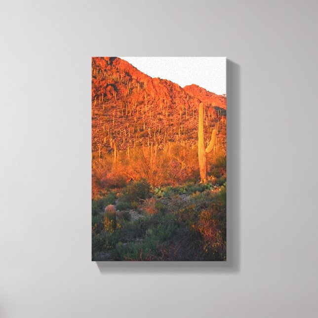 Saguaros nationalpark canvastryck (Framsida)
