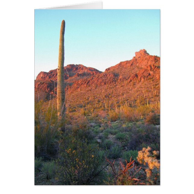 Saguaros nationalpark hälsningskort (Framsidan)