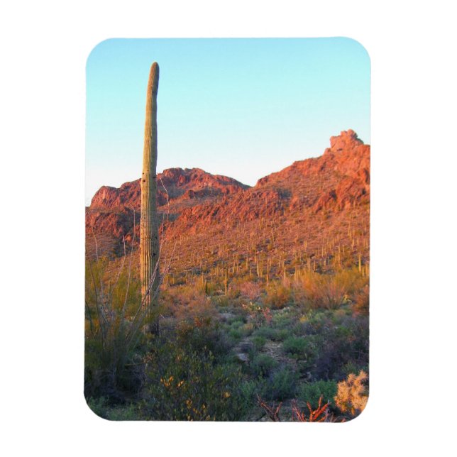 Saguaros nationalpark magnet (Vertikal)