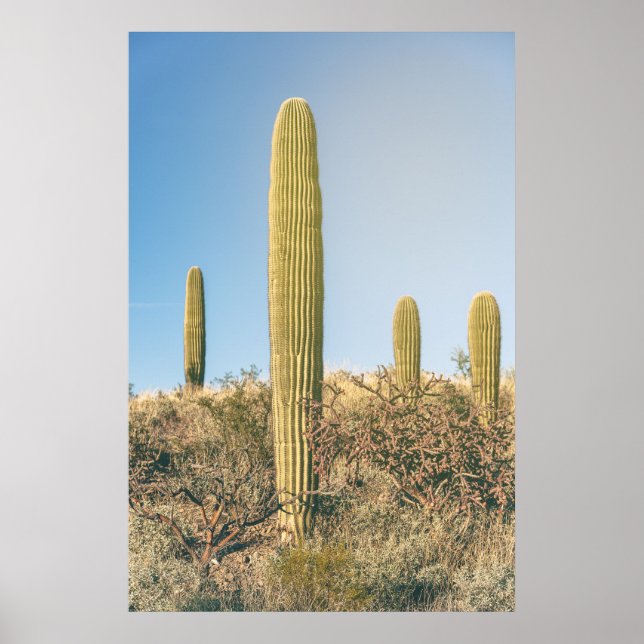 Saguaros  poster (Framsidan)