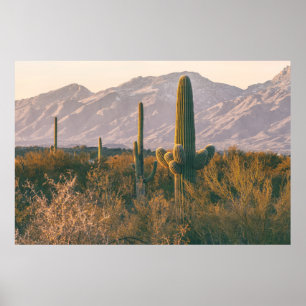Saguaros poster