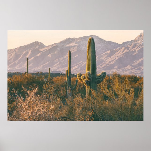 Saguaros  poster (Framsidan)