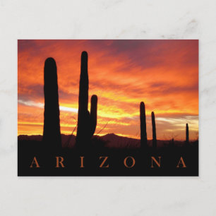 Saguaros Silhouetted against Blazing Sunset, AZ Vykort