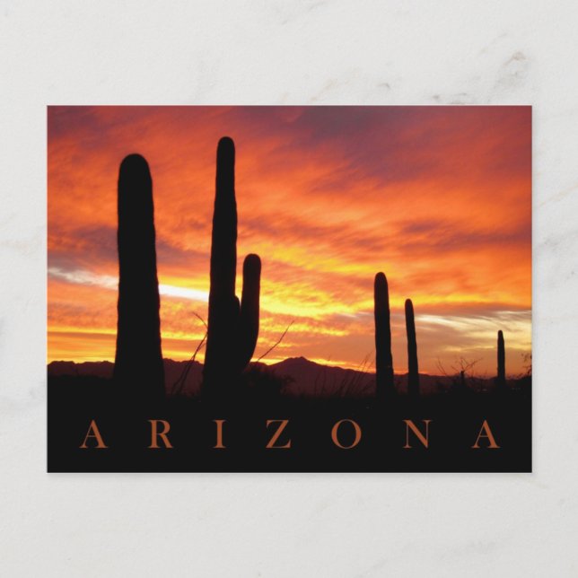 Saguaros Silhouetted against Blazing Sunset, AZ Vykort (Framsida)