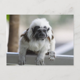 Saguinus oedipus vykort