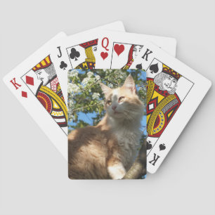 Sahara Cat på ett Träd-spelkort Kortlek
