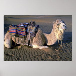 Sahara Desert nära Merzouga, Marocko Poster