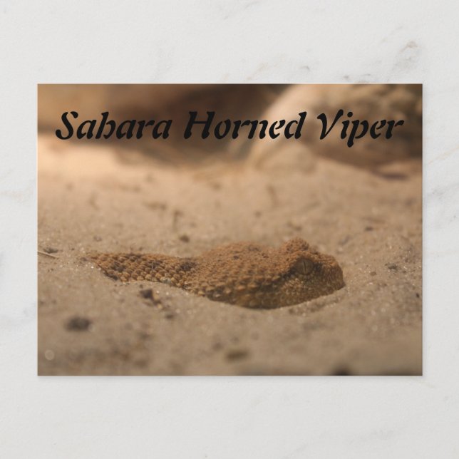 Sahara Horned Viper Vykort (Framsida)