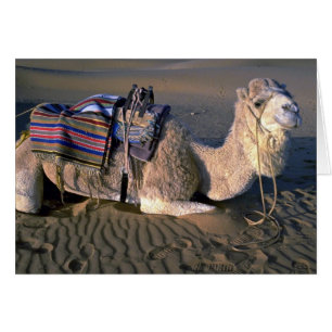 Sahara öken nära Merzouga, Marocko Hälsningskort