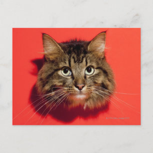 Saiberisk katt vykort
