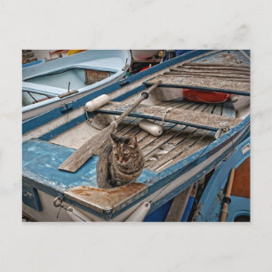 Sailbad Cat-vykort Vykort