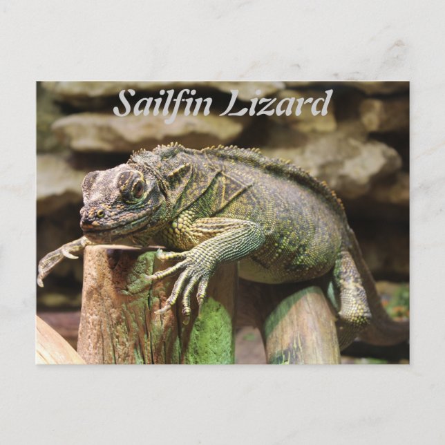 Sailfin Lizard Vykort (Framsida)
