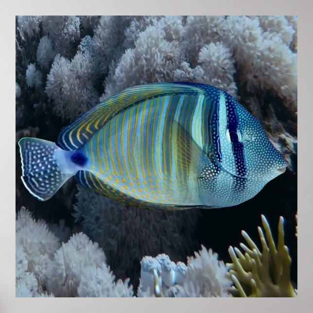 Sailfin Tang Poster (Framsidan)