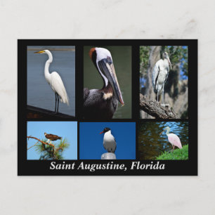 Saint Augustine, Florida Tropical Birds Vykort