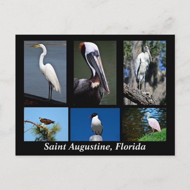 Saint Augustine, Florida Tropical Birds Vykort (Framsida)