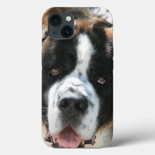 Saint Bernard Ansikte