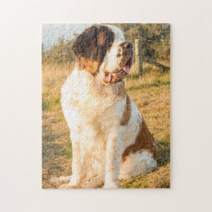 Saint Bernard-hund i solnedgången Pussel