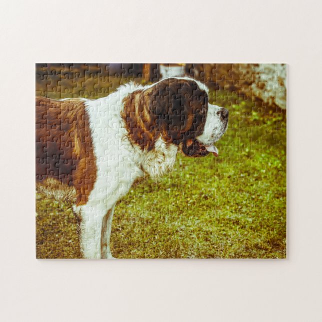 Saint Bernard Hund Jigsaws. Pussel (Horisontell)