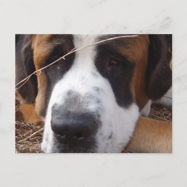 Saint Bernard Hund vycard Vykort (Framsida)