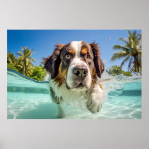 Saint Bernard Pet Hund Animal Roligt Spelar Poster