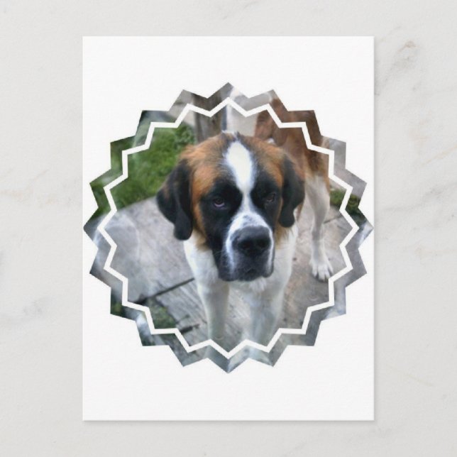 Saint Bernard Photo Postcard Vykort (Framsida)