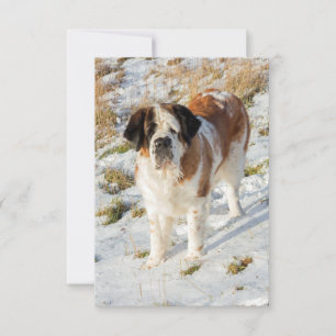 Saint Bernard porträtt Tack Kort