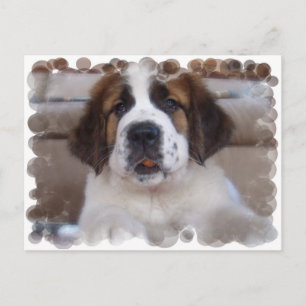 Saint Bernard Postcard Vykort