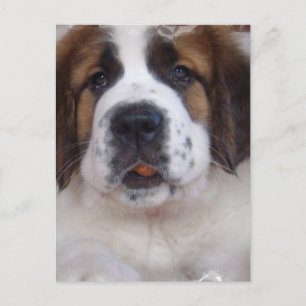 Saint Bernard Postcard Vykort