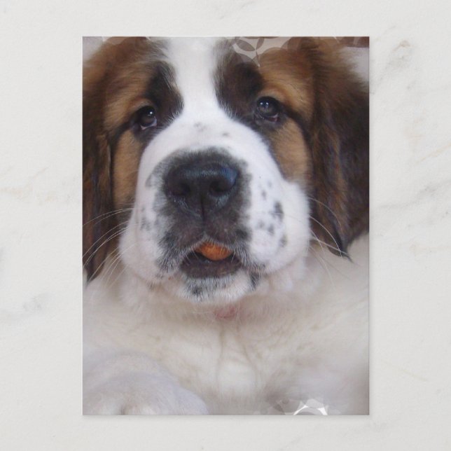 Saint Bernard Postcard Vykort (Framsida)