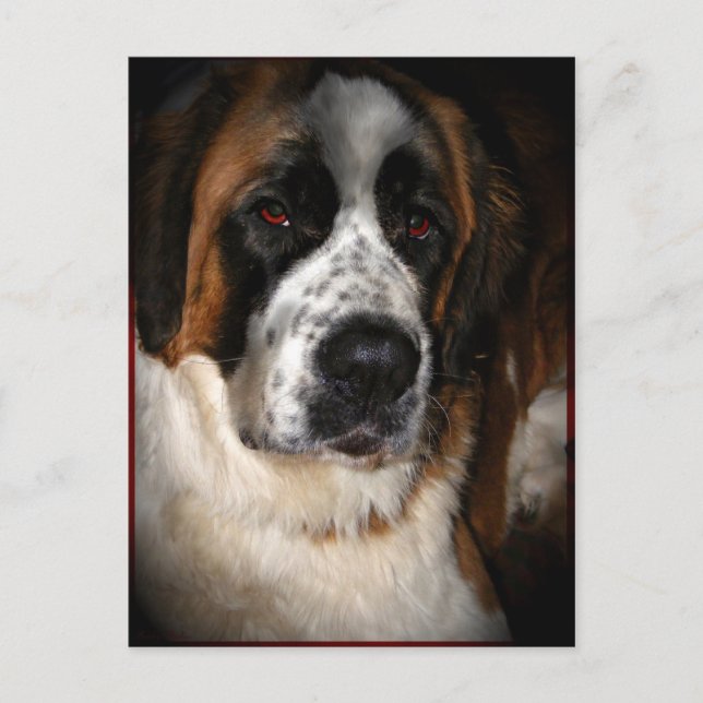 Saint Bernard Postcards 2 Vykort (Framsida)