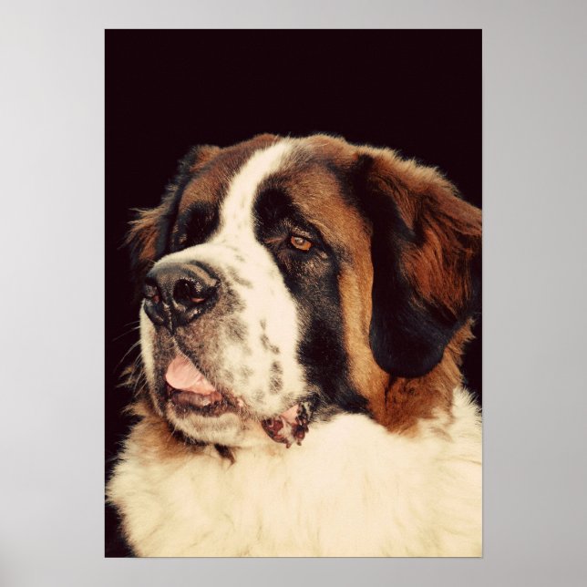 Saint Bernard Poster (Framsidan)