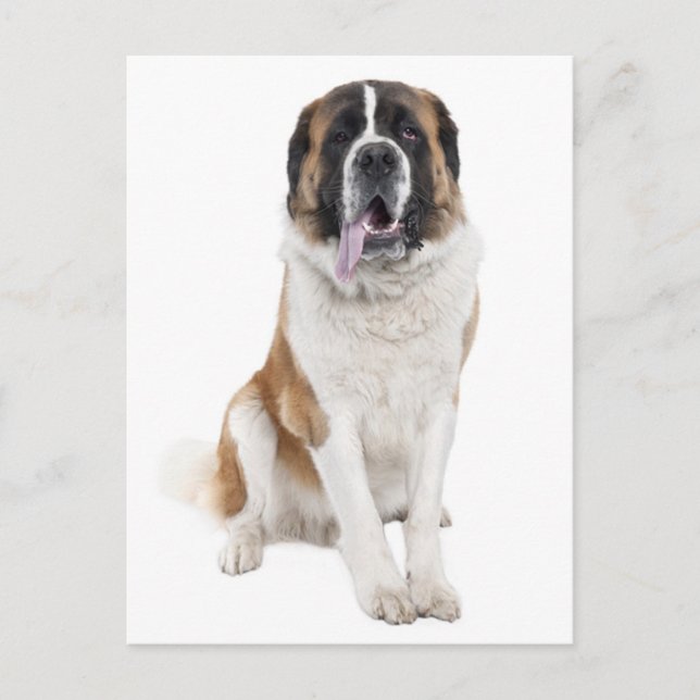 Saint Bernard Puppy Hund Blank Postcard Vykort (Framsida)