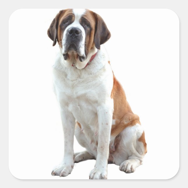 Saint Bernard Puppy Hund Sticker/etikett Fyrkantigt Klistermärke (Framsida)