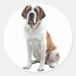 Saint Bernard Puppy Hund Sticker/etikett Runt Klistermärke