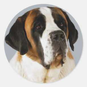 Saint Bernard Puppy Hund Sticker/etikett Runt Klistermärke