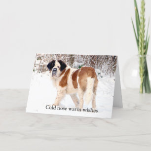 Saint Bernard snö fotograferad jul hälsning Helgkort