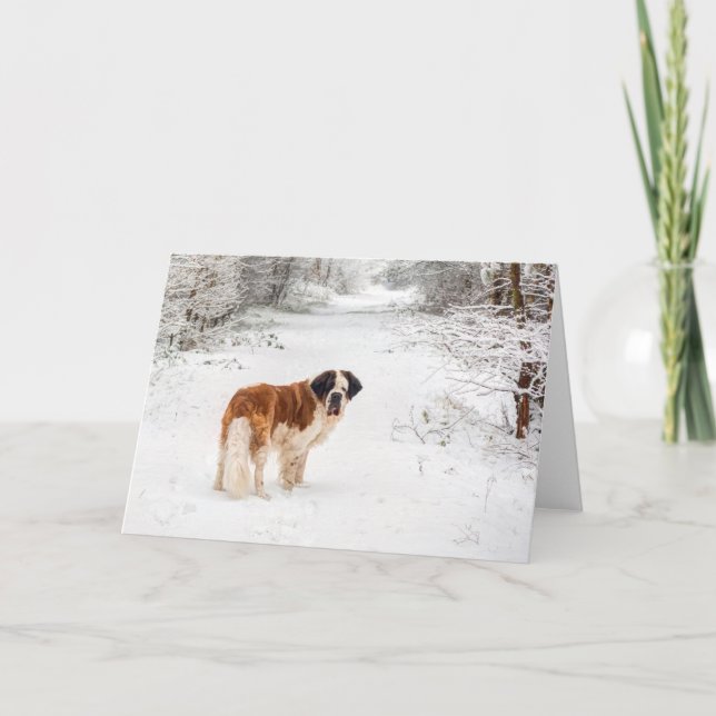 Saint Bernard snö fotograferad jul hälsning Helgkort (Framsida)