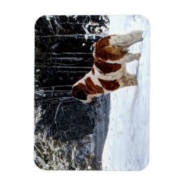 Saint Bernard snow photographic Christmas greeting Magnet