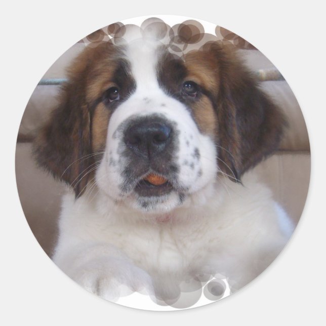 Saint Bernard Sticker Runt Klistermärke (Framsida)